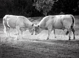 cows in the field black and white