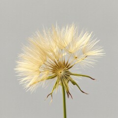 Golden dandelion seed head watercolor illustration for natural wellness and childhood nostalgia marketing