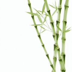 Obraz premium Green bamboo stalks watercolor illustration ideal for zen wellness branding and sustainable living marketing