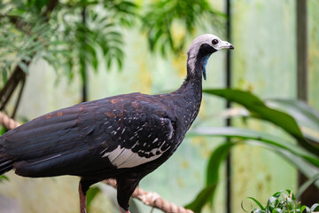 Magnificent Crowned Pigeon Portrait