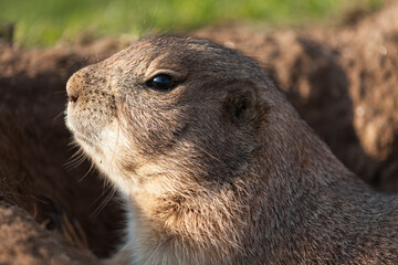 Portrait of a prairie dog peeking out of its burrow