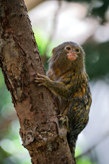 Tiny Monkey on a Tree