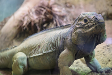Rhinoceros Iguana Relaxing