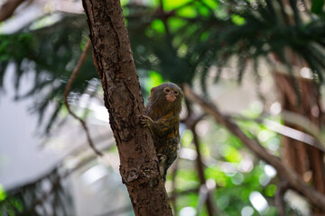 Tiny Monkey on a Tree