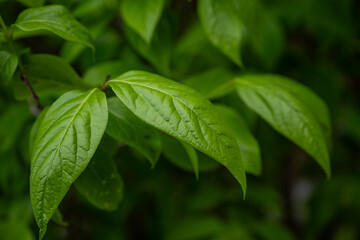 艶やかな新緑の葉