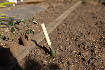 Small hand trowel digging into rich, prepared soil within a vibrant vegetable garden, surrounded by strawberry seedlings eagerly awaiting planting on a bright, sunny day