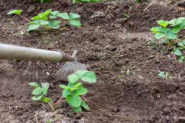 Gardener using a hoe for weeding around strawberry plants in a field, promoting healthy growth and ensuring a plentiful harvest of fresh, organic produce