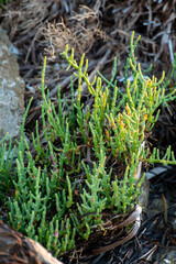 Botanical collection, tasty green edible sea succulent plant, Salicornia or sea glassworth weed, growing on salt marshes
