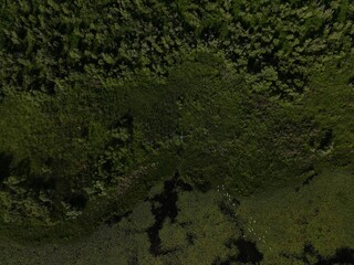 Kanapaha Lake - Small Boats Reclaimed By Nature