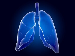 3d rendered illustration of a human brain