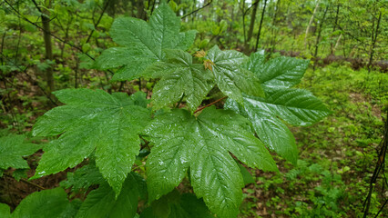 Closeup of sycamore maple or Acer pseudoplatanus tree sapling with fresh green leaves wet after rain and covered by water drops in spring forest at rainy day. Springtime foliage natural background.