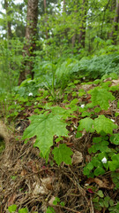 Close up of maple tree sapling with fresh green leaves wet after rain and covered by water drops growth in spring forest at rainy day. Beautiful springtime foliage natural background, vertical shot.