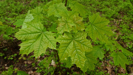 Close-up of fresh green maple tree leaves wet after rain and covered with water drops at rainy spring day. Beautiful springtime foliage natural background, shallow focus.