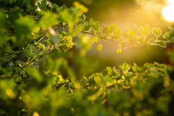 Delicate green gooseberries hang from a lush branch, surrounded by vibrant leaves, illuminated by soft sunlight in a serene garden setting.