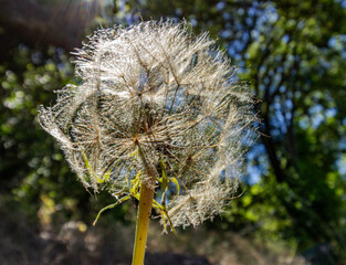 Close-up of a dandelion seed head with blurred green background
