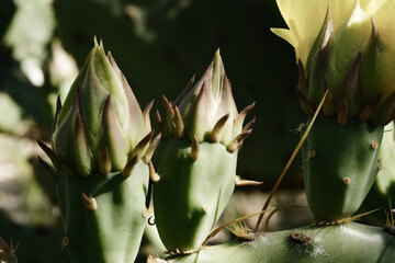 Prickly pear cactus macro closeup of buds on opuntia during spring season.