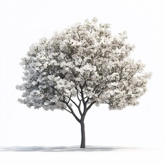 Fototapeta premium Spring Blossoms on White Flowering Tree. Nature's Tranquil Beauty in Bloom