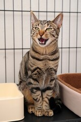 striped tabby cat sitting next to a pet bed and plastic food container inside a cage with an open mouth showing teeth