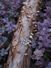 Close-up of a decaying tree log with small white fungi growing on it surrounded by purple and blue leafy plants in a natural setting