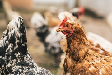 Several chickens, featuring various colors and patterns, are actively foraging on the ground in a...