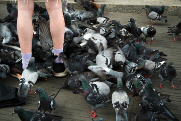 A crowd of excited pigeons underfoot