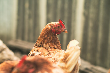 Brown hen roams freely in a rustic farm setting during the late afternoon