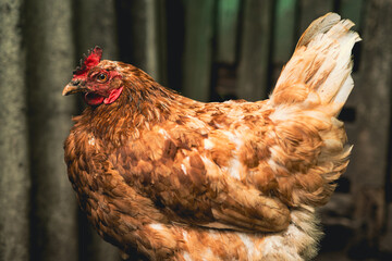 Brown hen roams freely in a rustic farm setting during the late afternoon