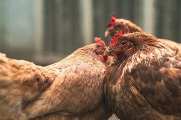 Chickens foraging in a farmyard during a sunny afternoon in rural countryside