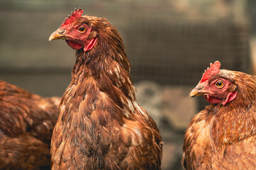 Chickens foraging in a farmyard during a sunny afternoon in rural countryside