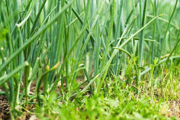 Obraz premium Fresh green onions thrive in a garden bed surrounded by healthy soil and lush greenery, reflecting the vitality of a sunlit growing season.