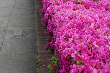 Pink azalea flowers blooming beautifully along a pedestrian sidewalk in Tokyo, Japan