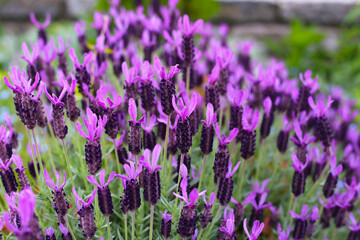 Obraz premium Beautiful purple flowers of French Lavender