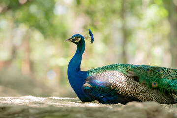 Obraz premium Portrait of beautiful peacock,A closeup shot of a peacock