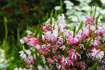 Erica verticillata in Japanese garden