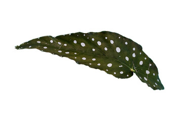 Begonia maculata leaves on white background.