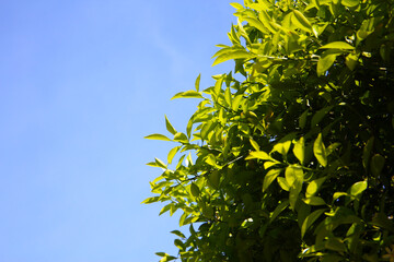 Green leaves of orange tree with blue sky
