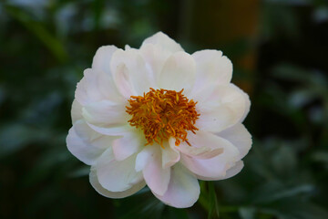 Obraz premium Beautiful flower of paeonia plant