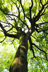 Looking up from down tree, Big trees in Japan