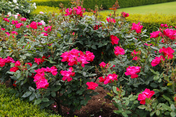 Beautiful roses in full bloom at the Japan Rose Garden.