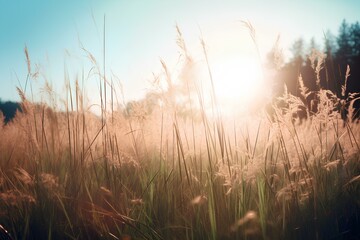 Fototapeta premium sunset in the grass