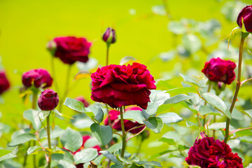 Obraz premium Beautiful roses in full bloom at the Japanese Rose Garden.