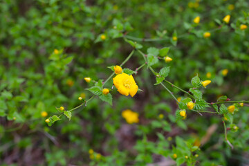 Kerria japonica, beautiful yellow flower with green leaves