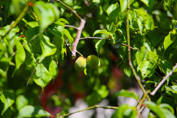Prunus mume fruits on tree