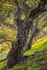 Majestic oak tree on a sunlit hillside with lush green grass