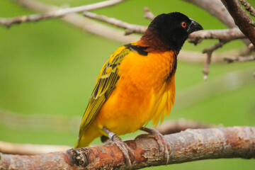 red winged blackbird