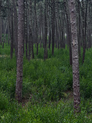 Fototapeta premium Camino de Santiago trail marker on pine tree in Portuguese forest.