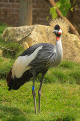 grey crowned crane