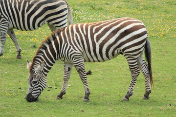 zebra eating grass