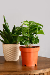 Green houseplants on table near grey wall