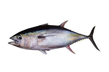 whole yellow fin tuna fish